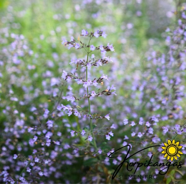 Kivikkokäenminttu, pikkutaimi